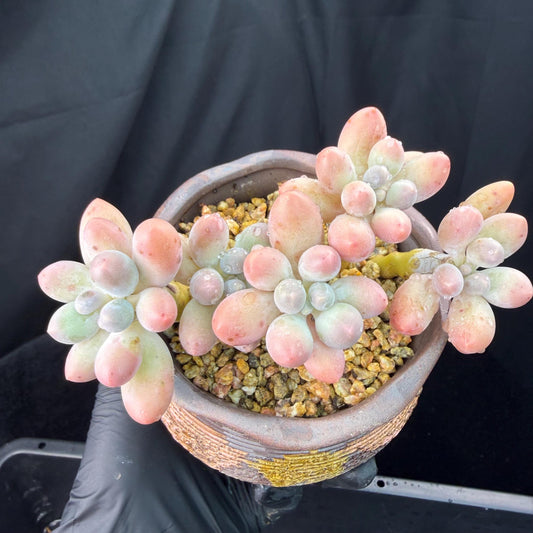 Echeveria  ‘sweetball',  3.6inches, J18