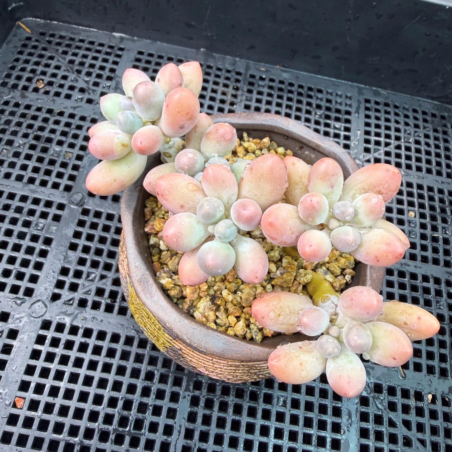 Echeveria  ‘sweetball',  3.6inches, J18