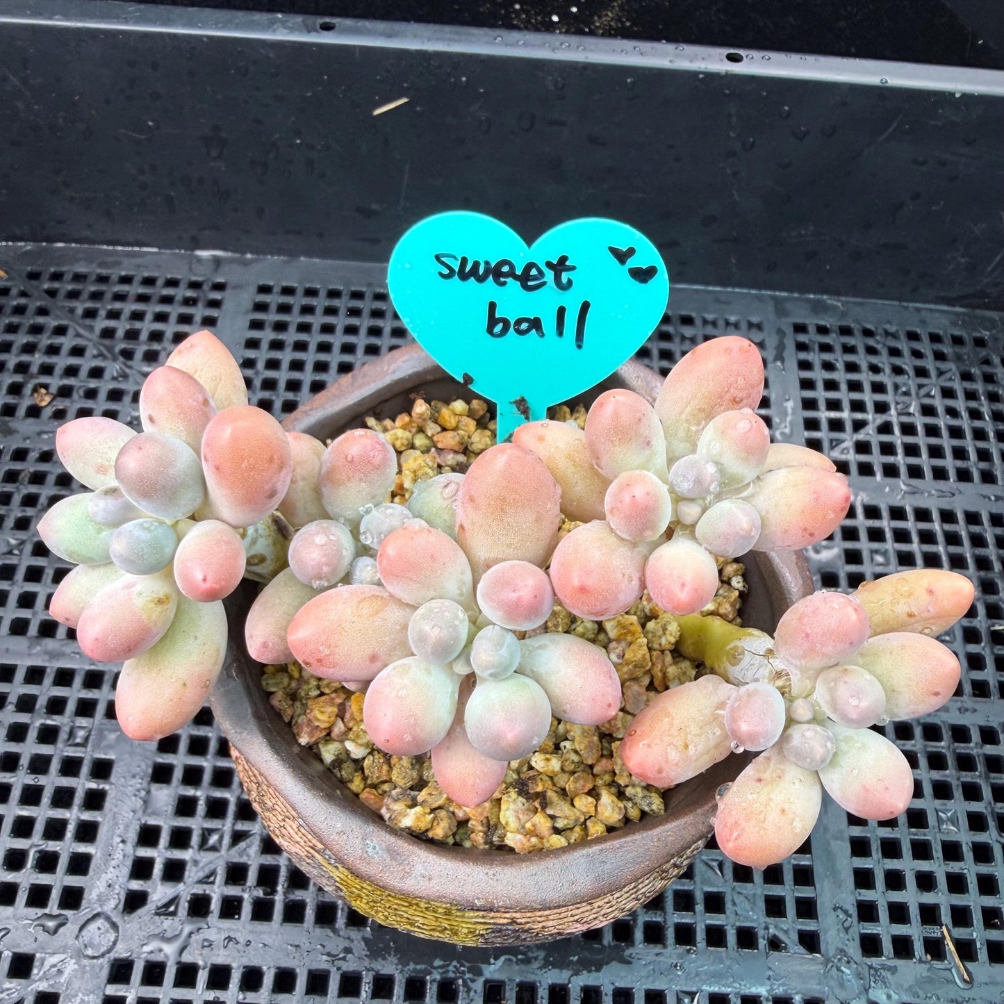 Echeveria  ‘sweetball',  3.6inches, J18