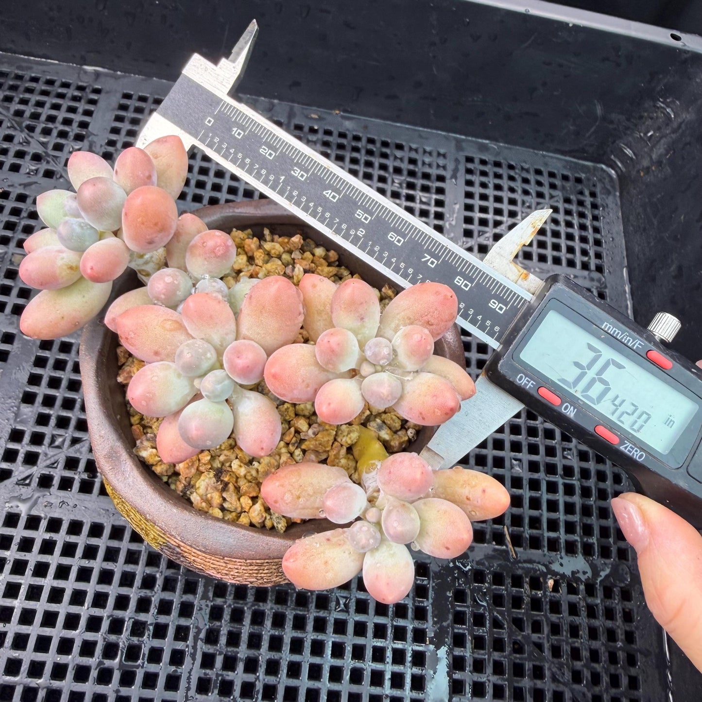 Echeveria  ‘sweetball',  3.6inches, J18