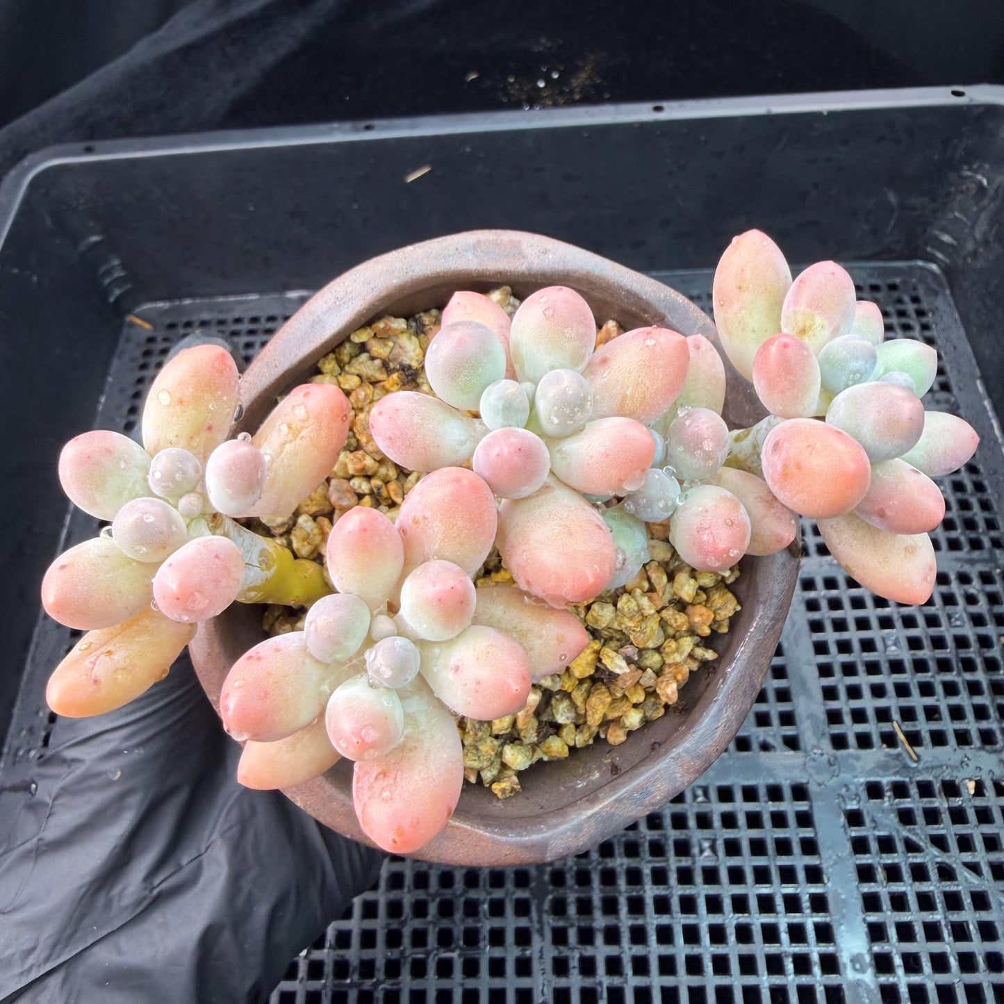 Echeveria  ‘sweetball',  3.6inches, J18