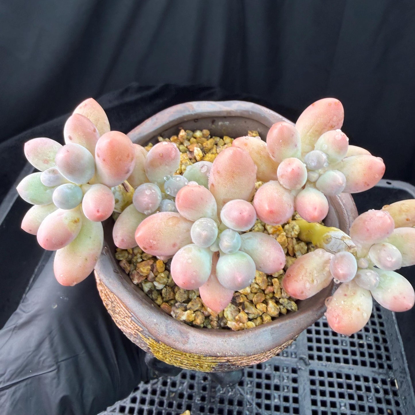 Echeveria  ‘sweetball',  3.6inches, J18