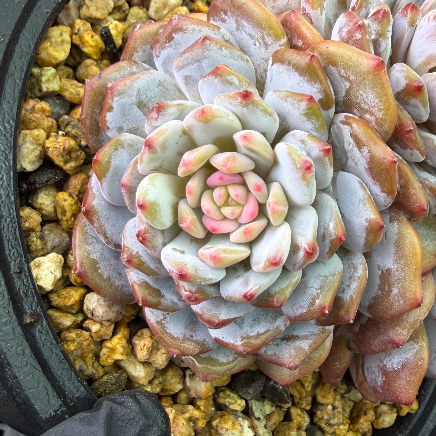 Echeveria ' star orange' ,4heads , 5inches , J09