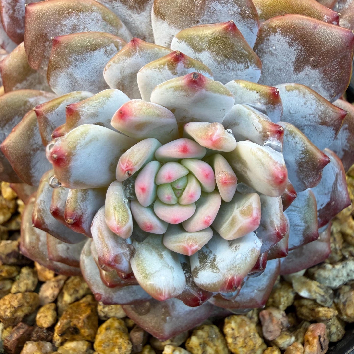 Echeveria ' star orange' ,4heads , 5inches , J09