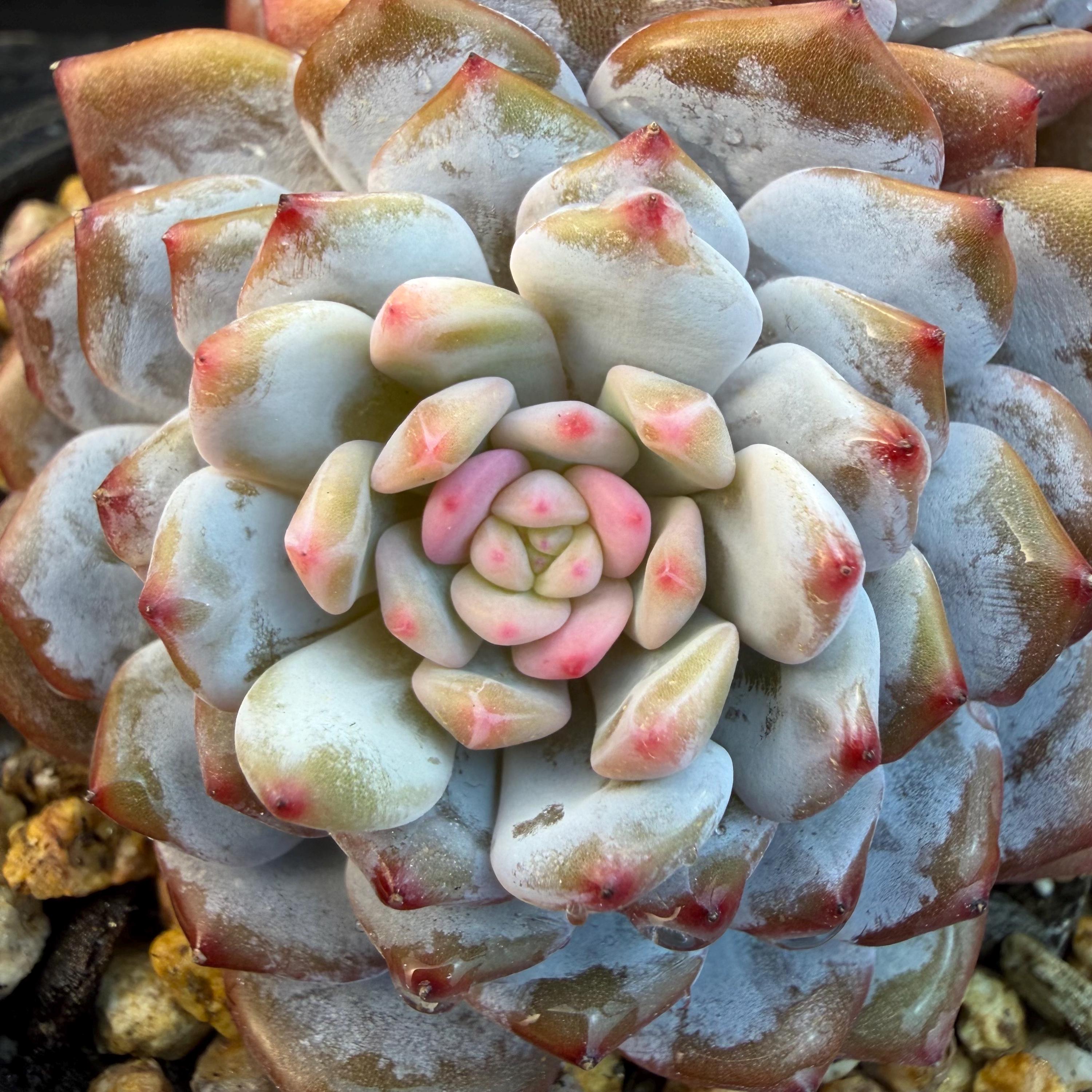 Echeveria – Succulent Loft