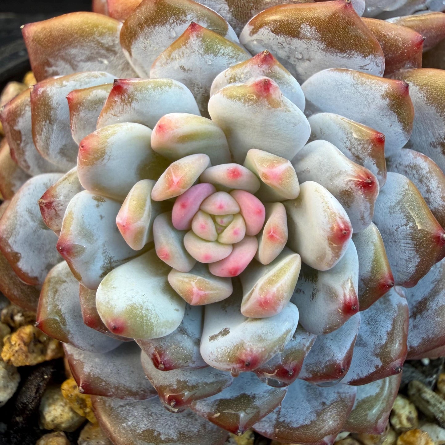Echeveria ' star orange' ,4heads , 5inches , J09
