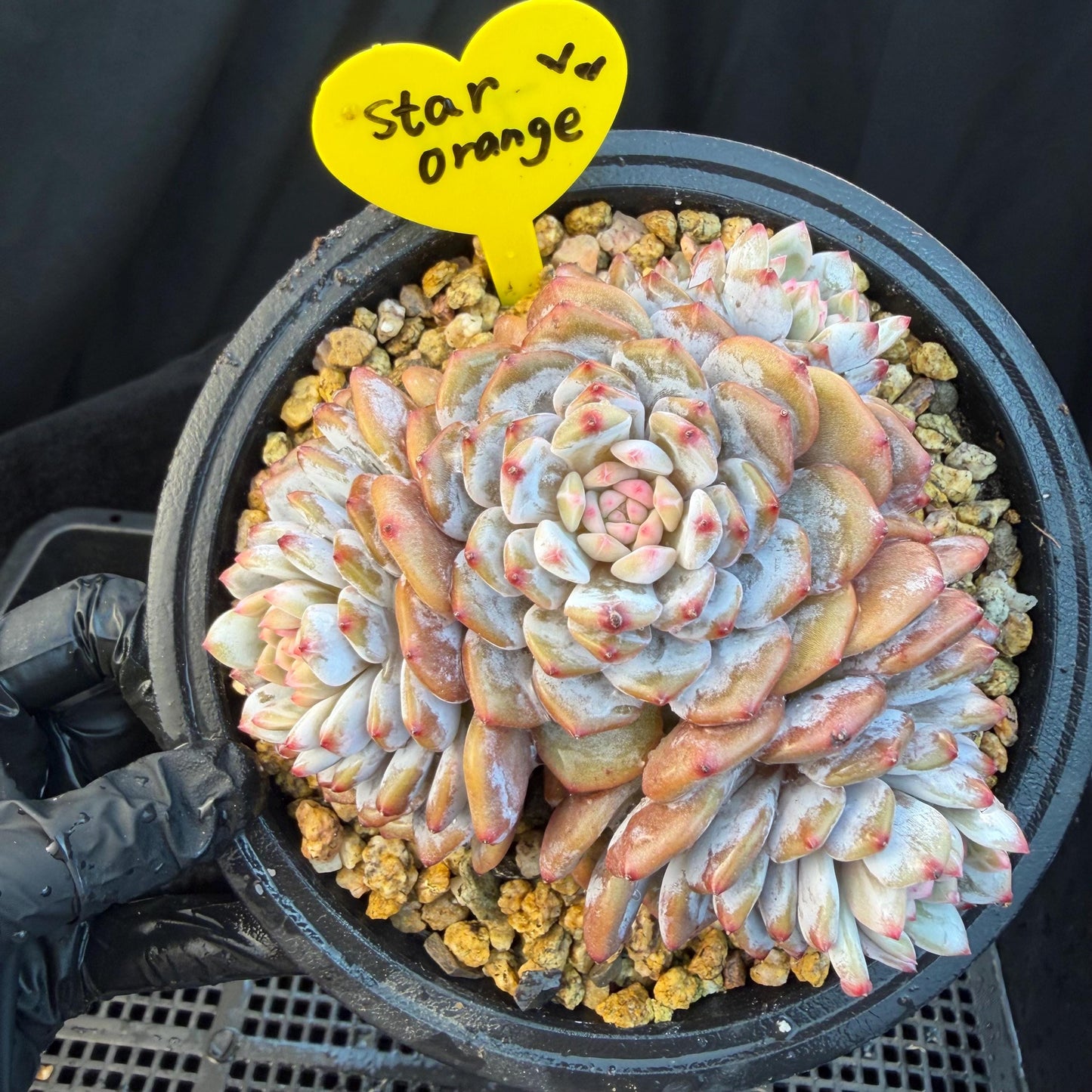 Echeveria ' star orange' ,4heads , 5inches , J09
