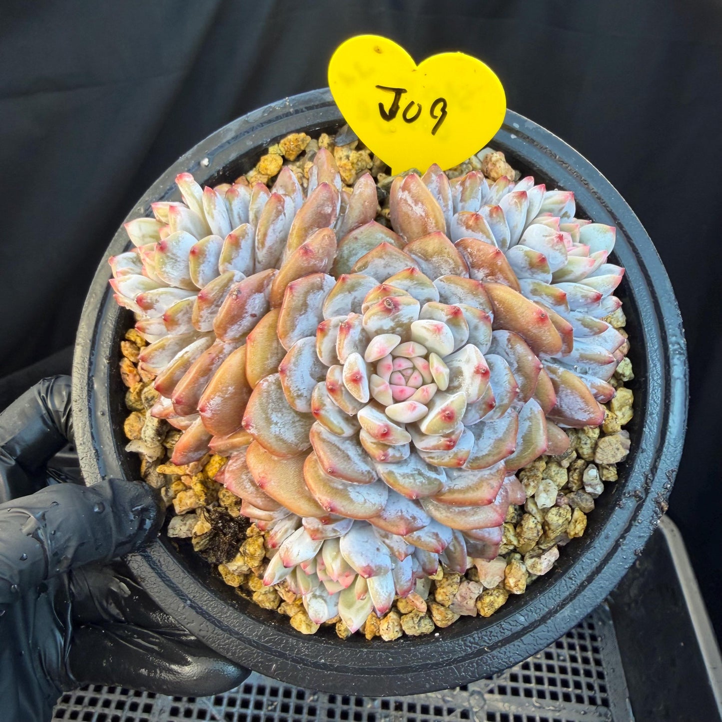 Echeveria ' star orange' ,4heads , 5inches , J09