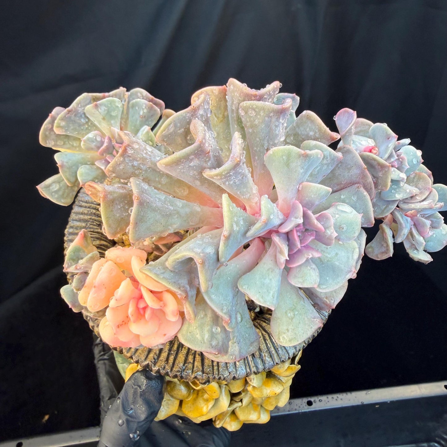 Echeveria  ‘Cubic frost with a variegated ’, 5.5inches -J17