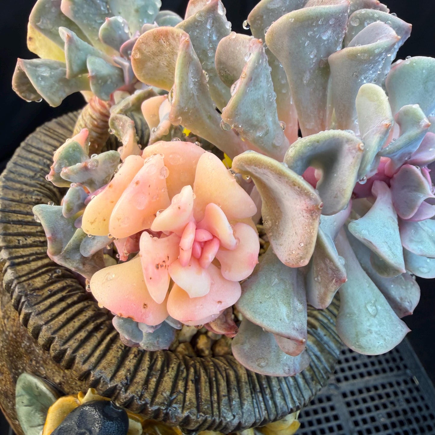 Echeveria  ‘Cubic frost with a variegated ’, 5.5inches -J17