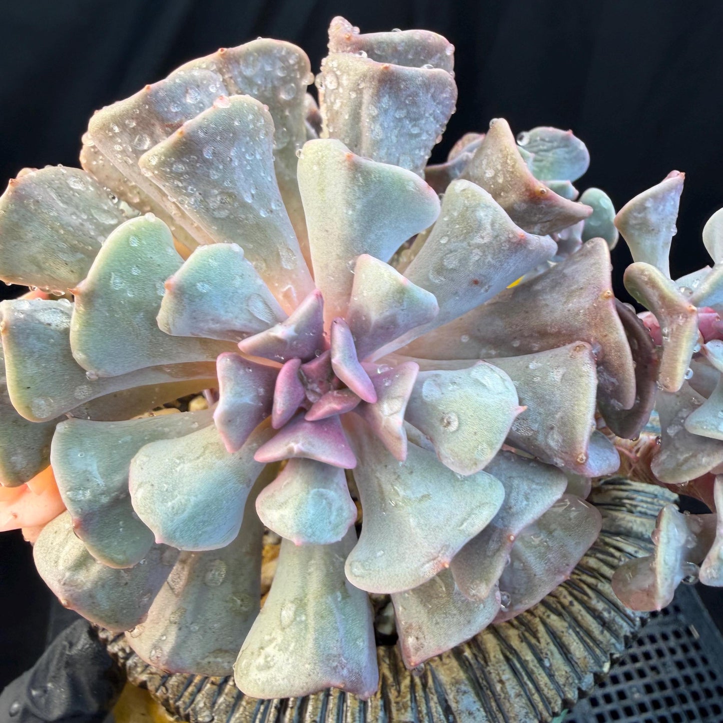 Echeveria  ‘Cubic frost with a variegated ’, 5.5inches -J17