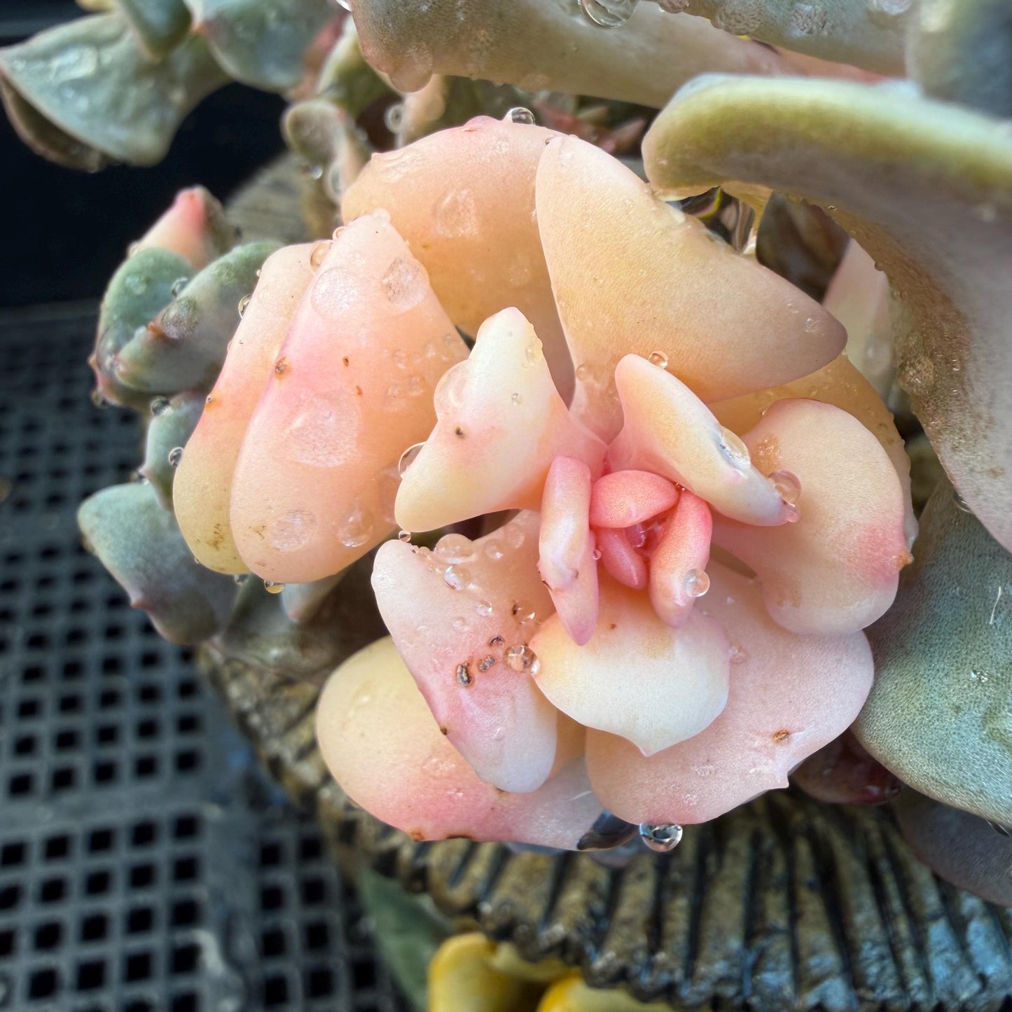 Echeveria  ‘Cubic frost with a variegated ’, 5.5inches -J17