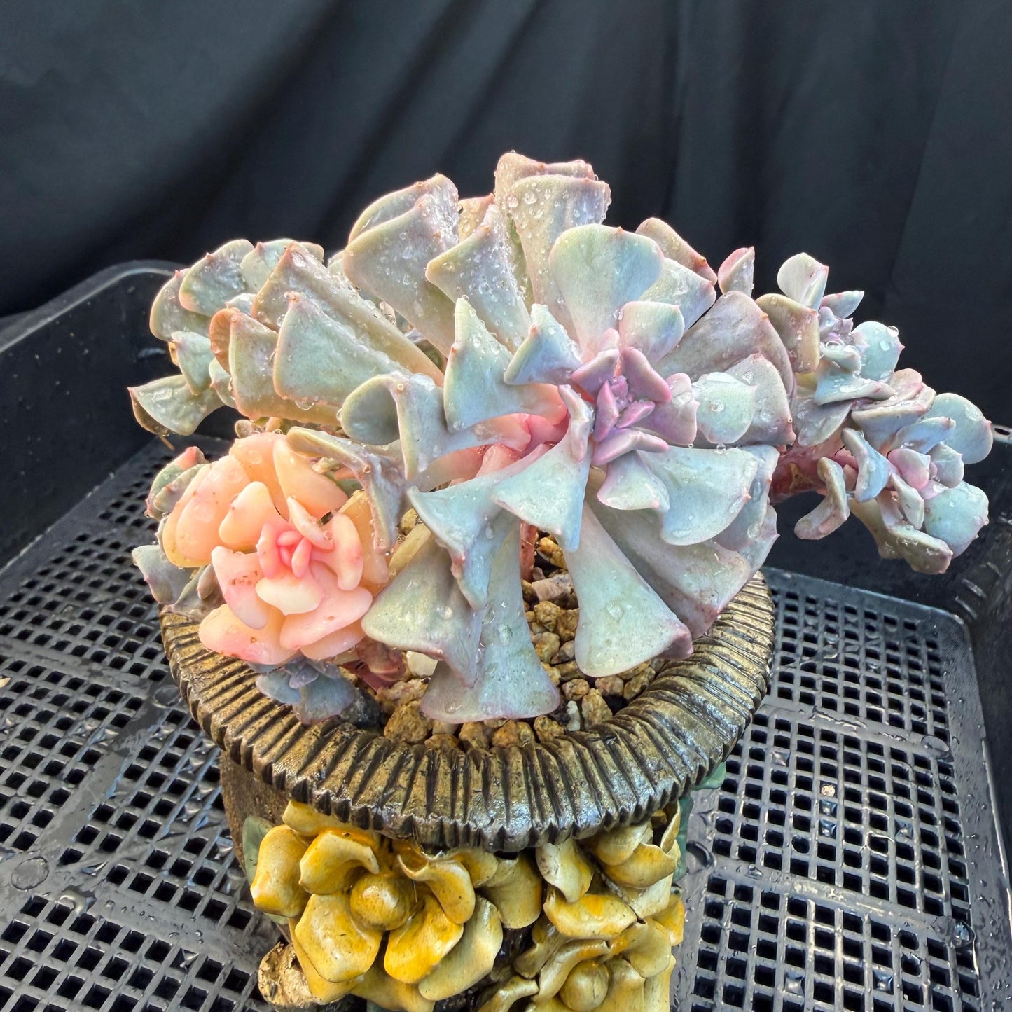 Echeveria  ‘Cubic frost with a variegated ’, 5.5inches -J17