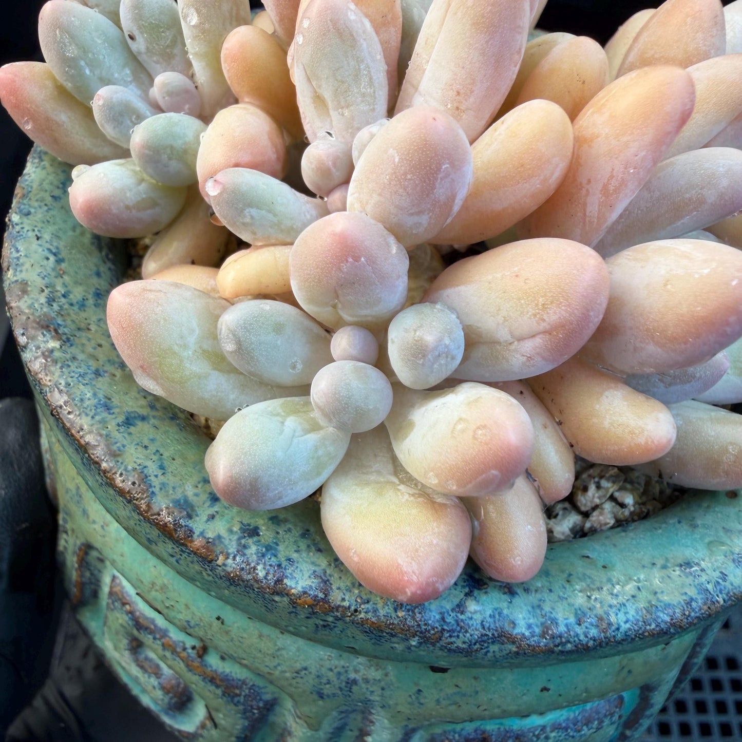 Echeveria  ‘sweetball',  3.2inches, J16