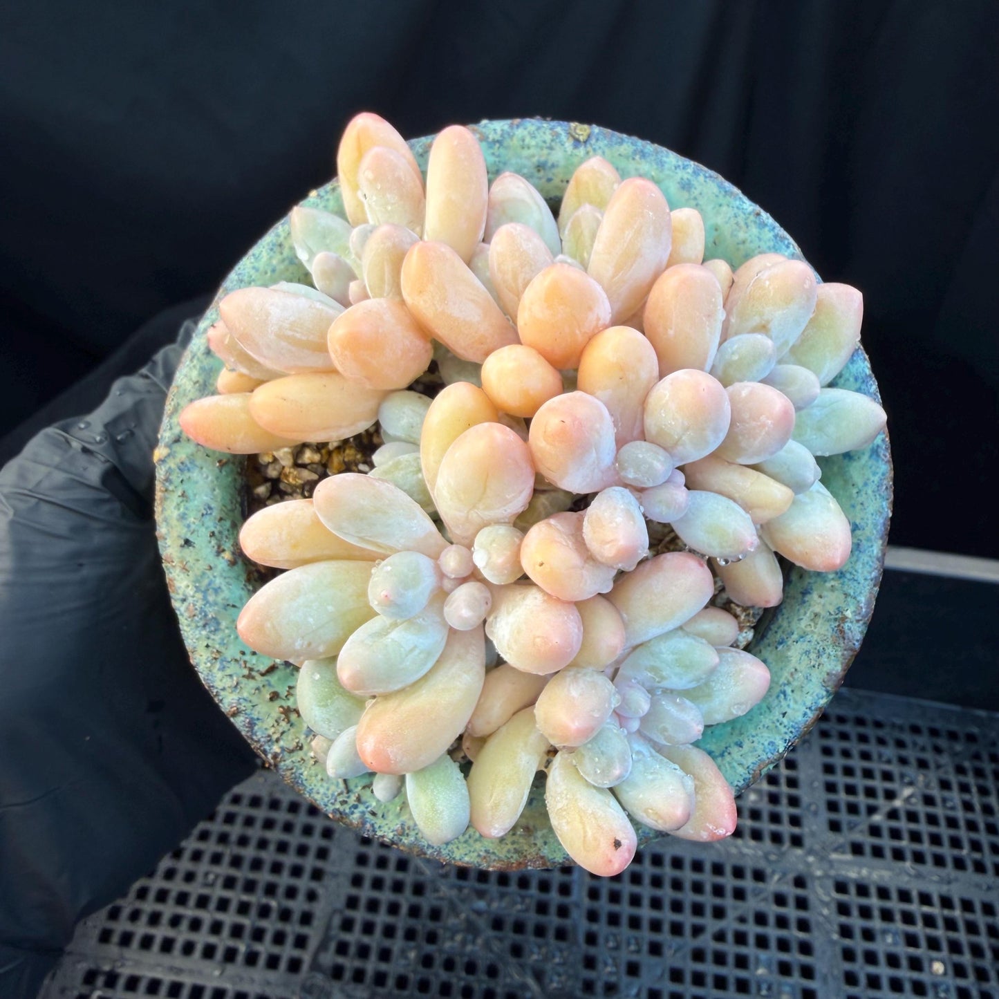 Echeveria  ‘sweetball',  3.2inches, J16