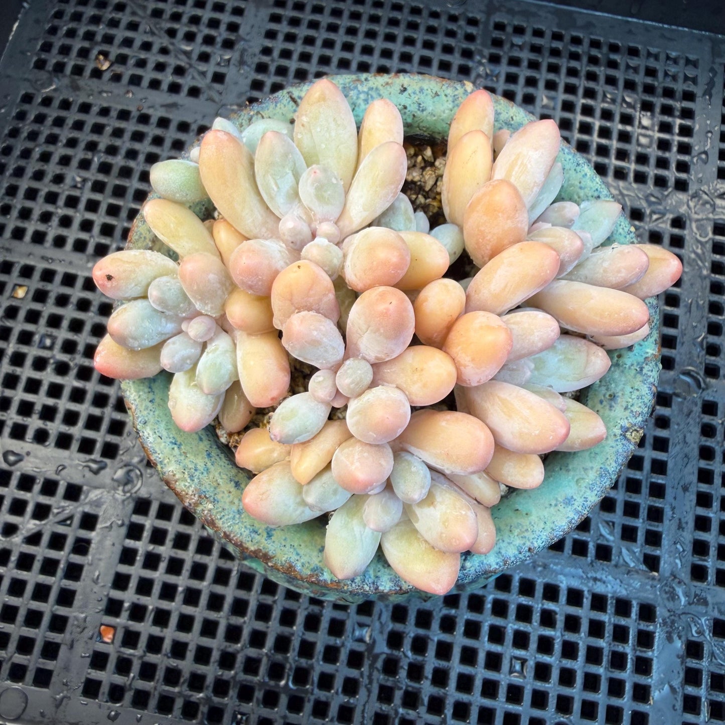 Echeveria  ‘sweetball',  3.2inches, J16