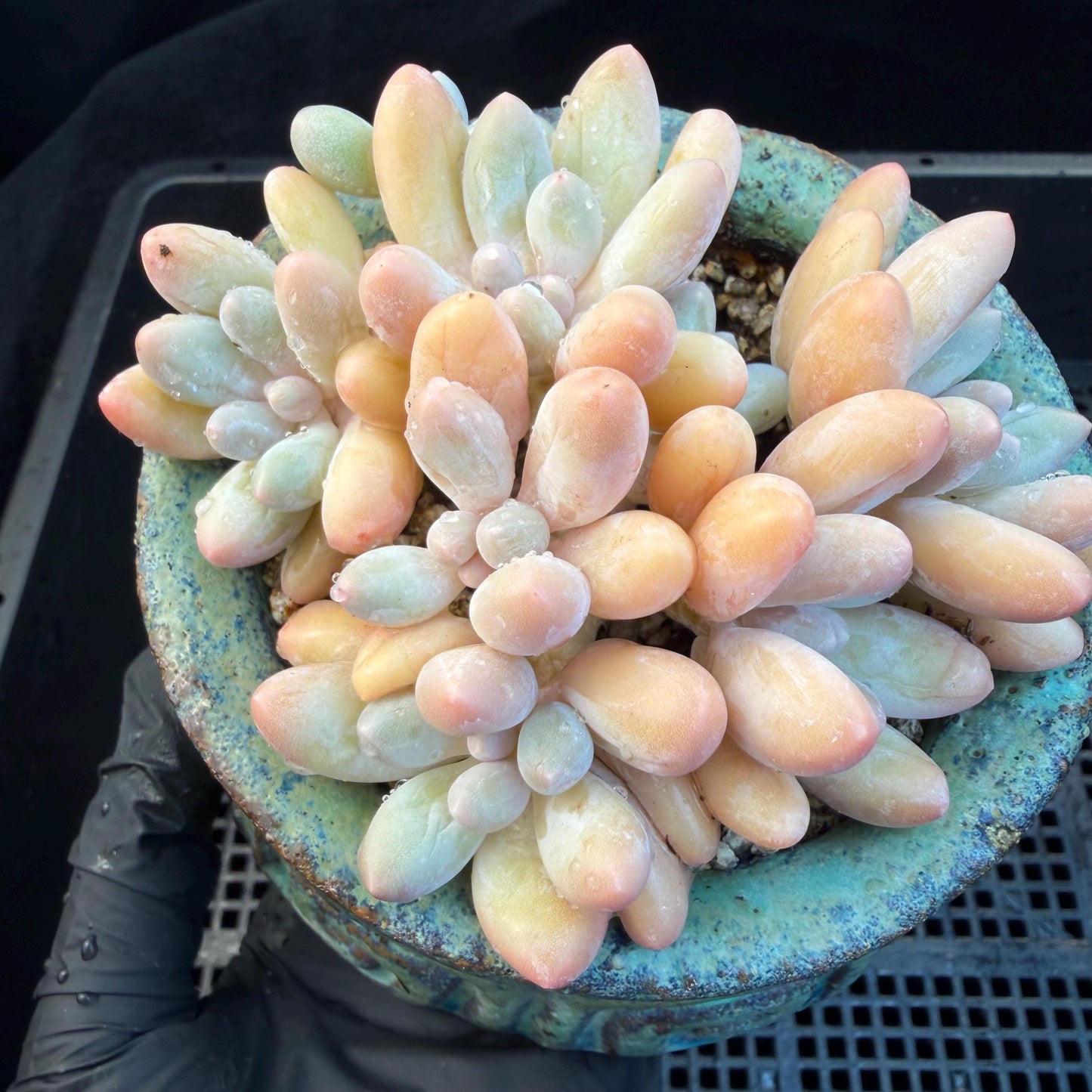 Echeveria  ‘sweetball',  3.2inches, J16