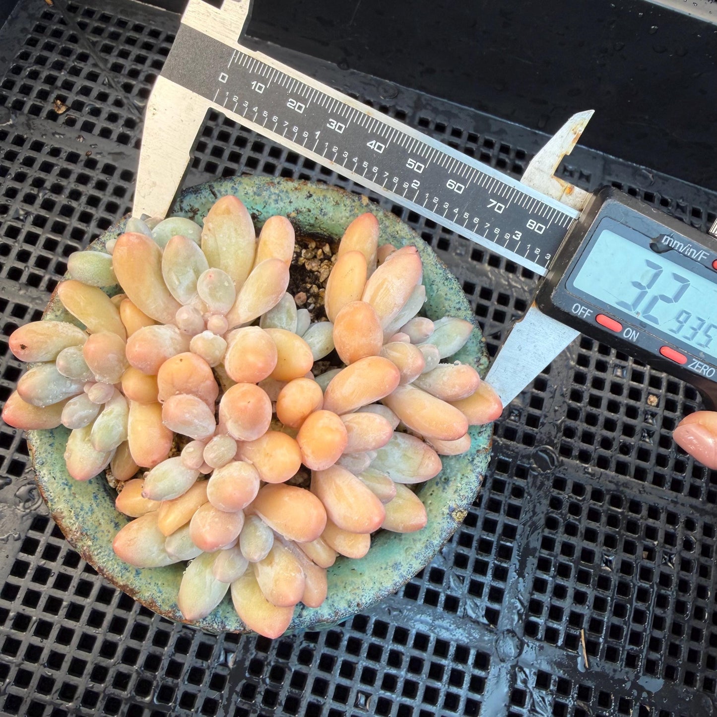 Echeveria  ‘sweetball',  3.2inches, J16