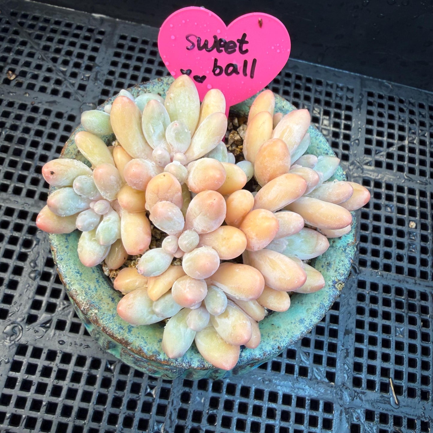 Echeveria  ‘sweetball',  3.2inches, J16
