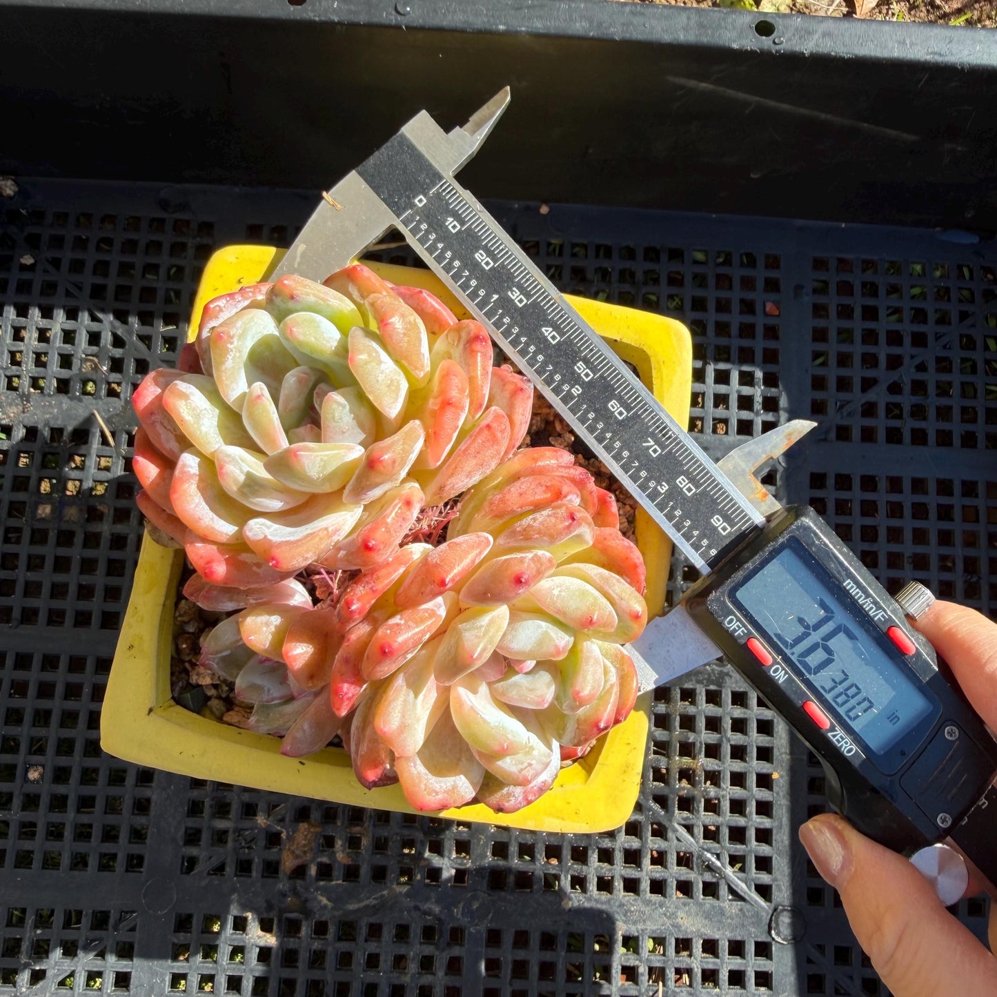 Echeveria' Orange Monroe ', 3.6inches, J03