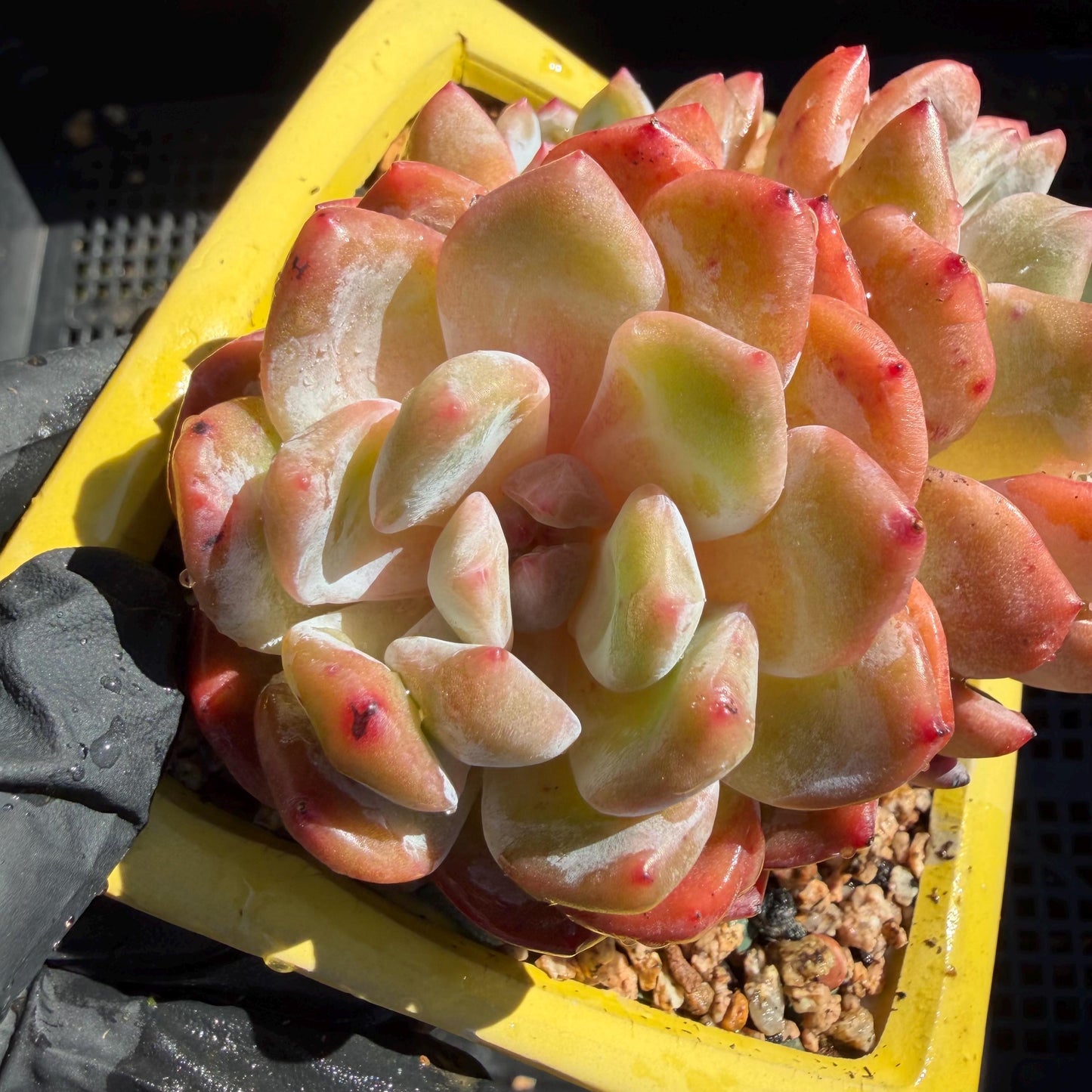 Echeveria' Orange Monroe ', 3.6inches, J03