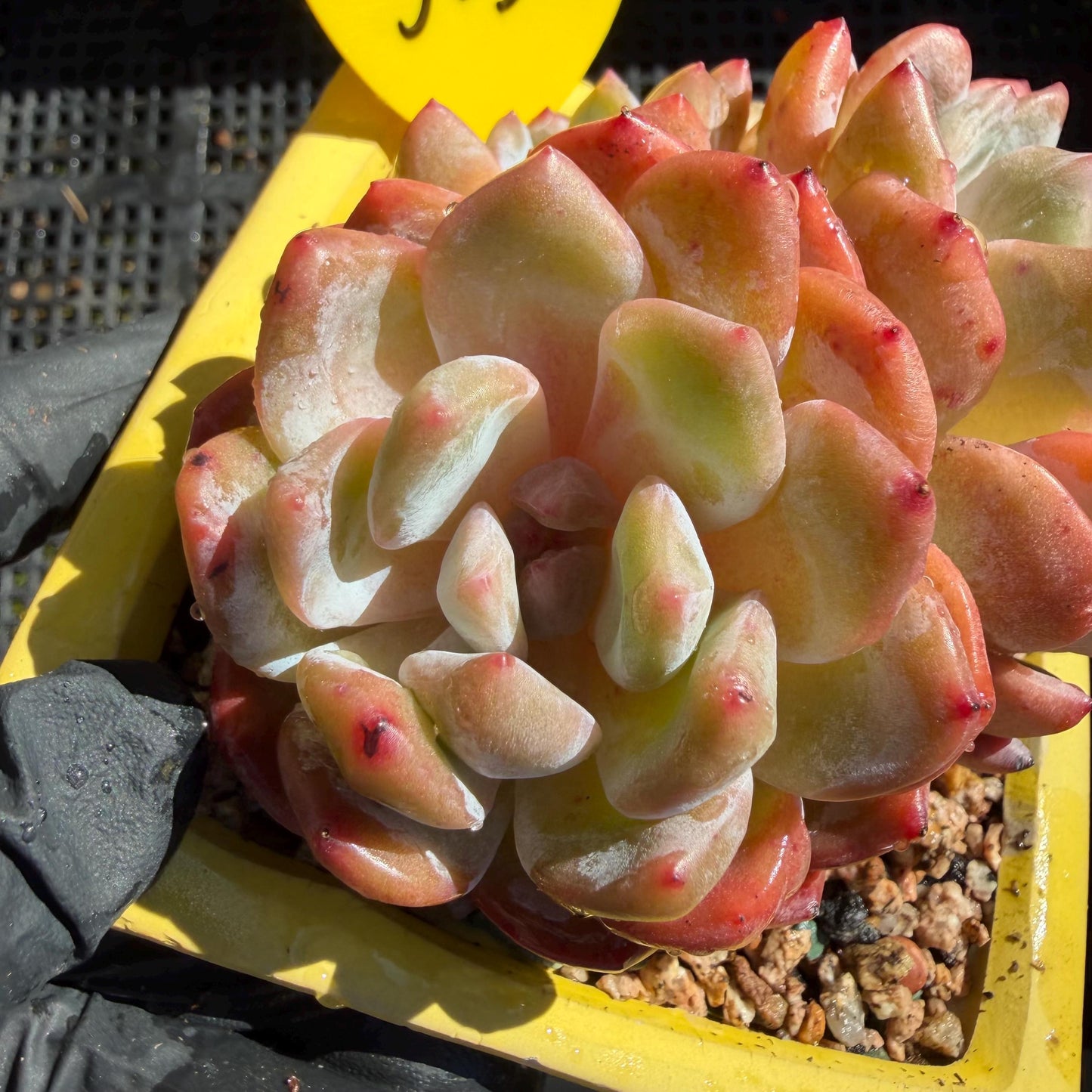 Echeveria' Orange Monroe ', 3.6inches, J03