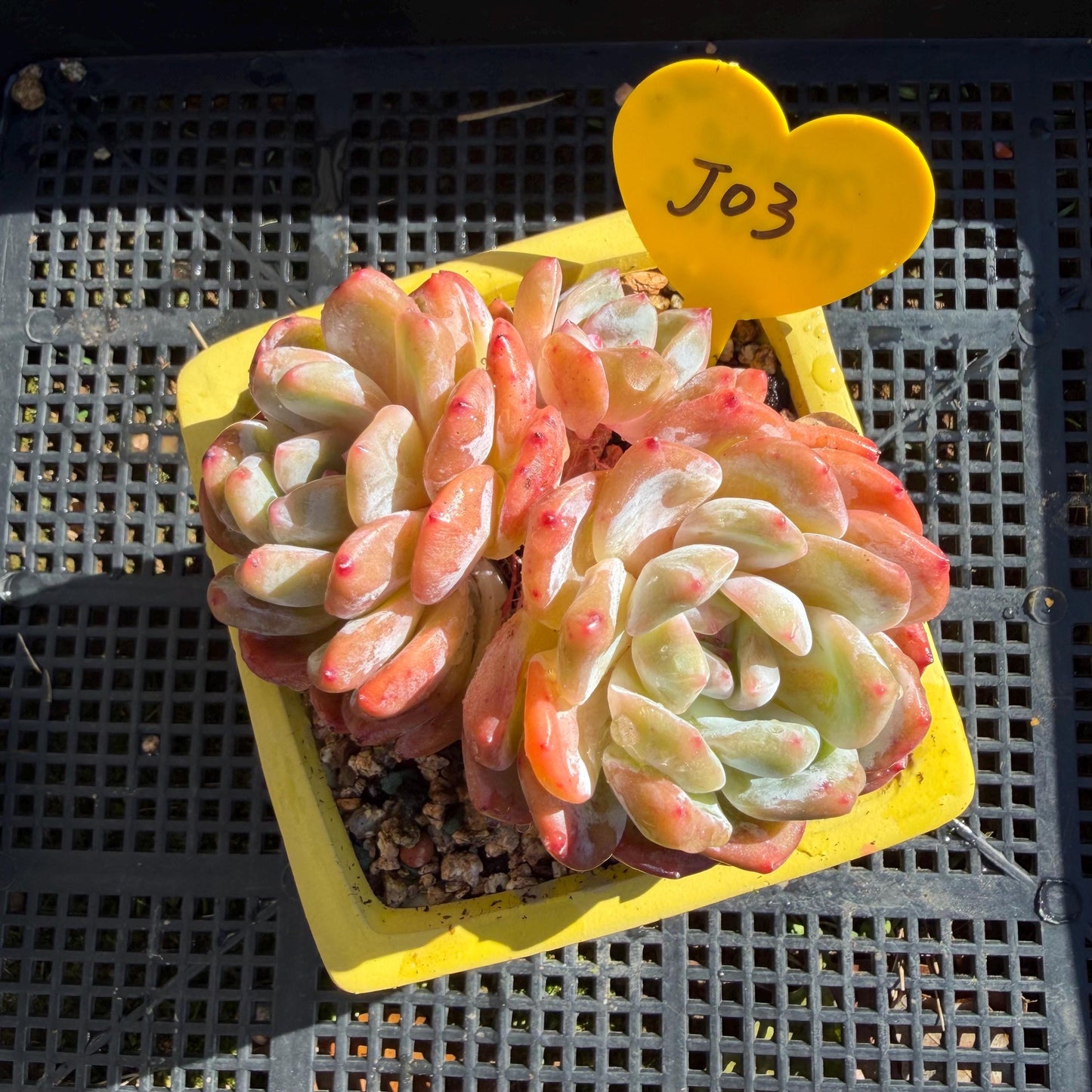 Echeveria' Orange Monroe ', 3.6inches, J03