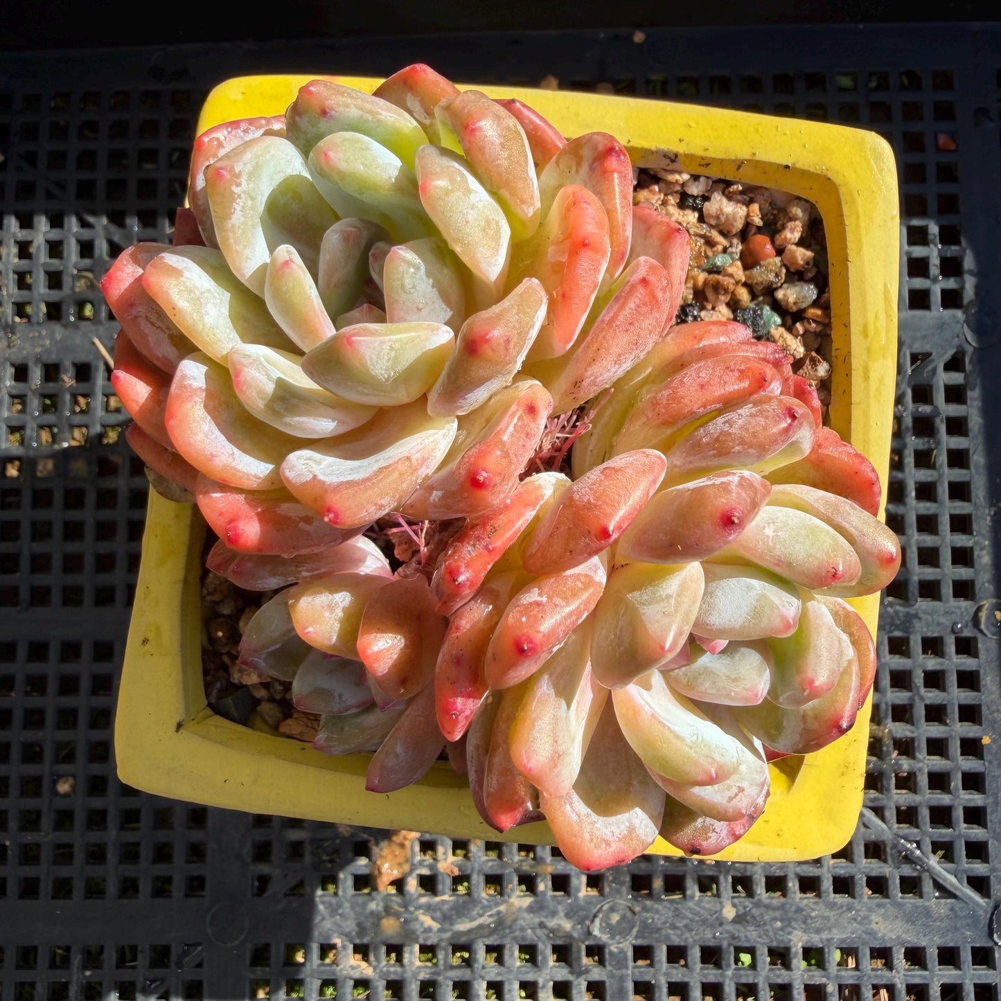 Echeveria' Orange Monroe ', 3.6inches, J03