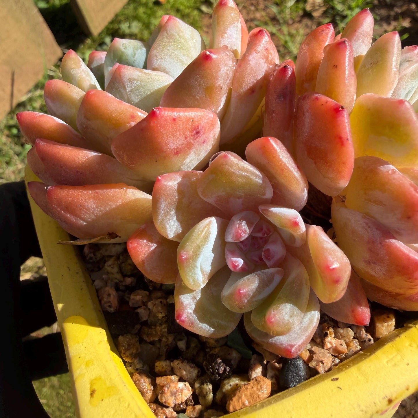 Echeveria' Orange Monroe ', 3.6inches, J03