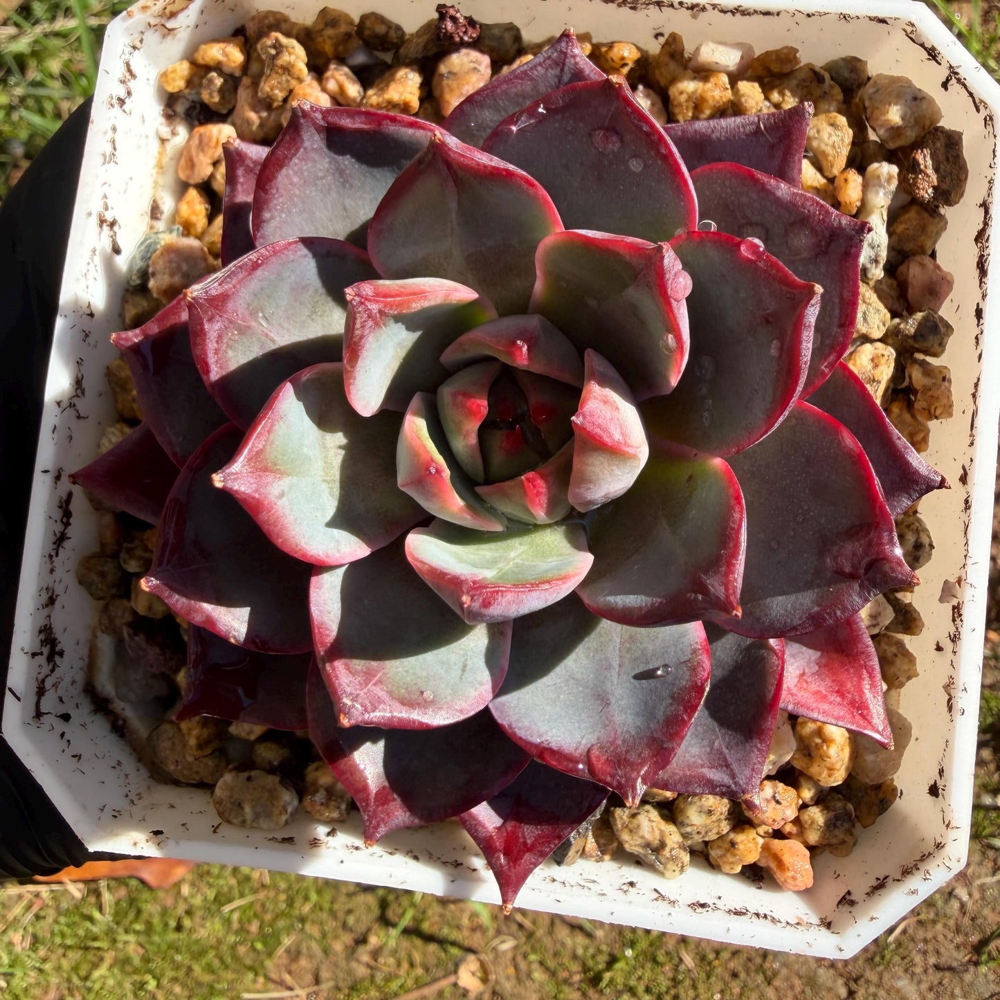 Echeveria ' Arcane Night ', big cluster, 2.8inches, J06