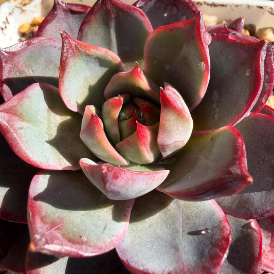 Echeveria ' Arcane Night ', big cluster, 2.8inches, J06