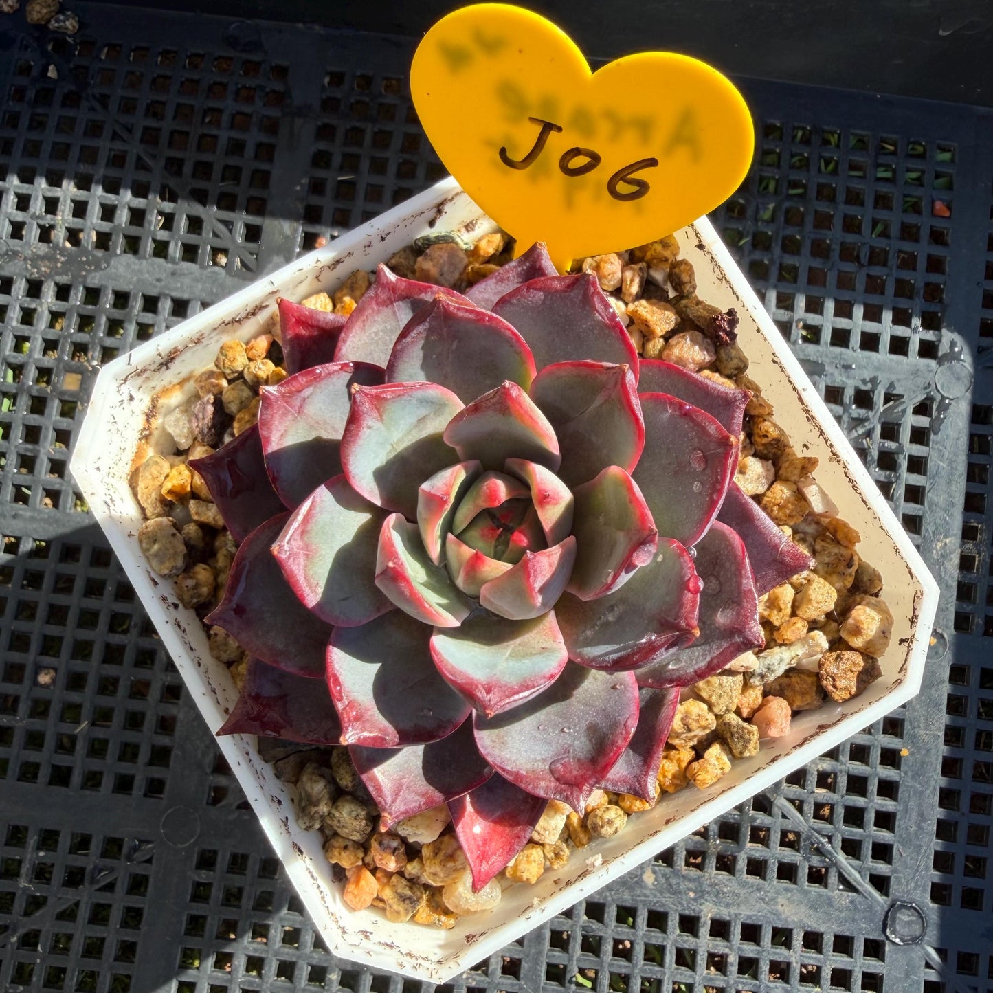 Echeveria ' Arcane Night ', big cluster, 2.8inches, J06