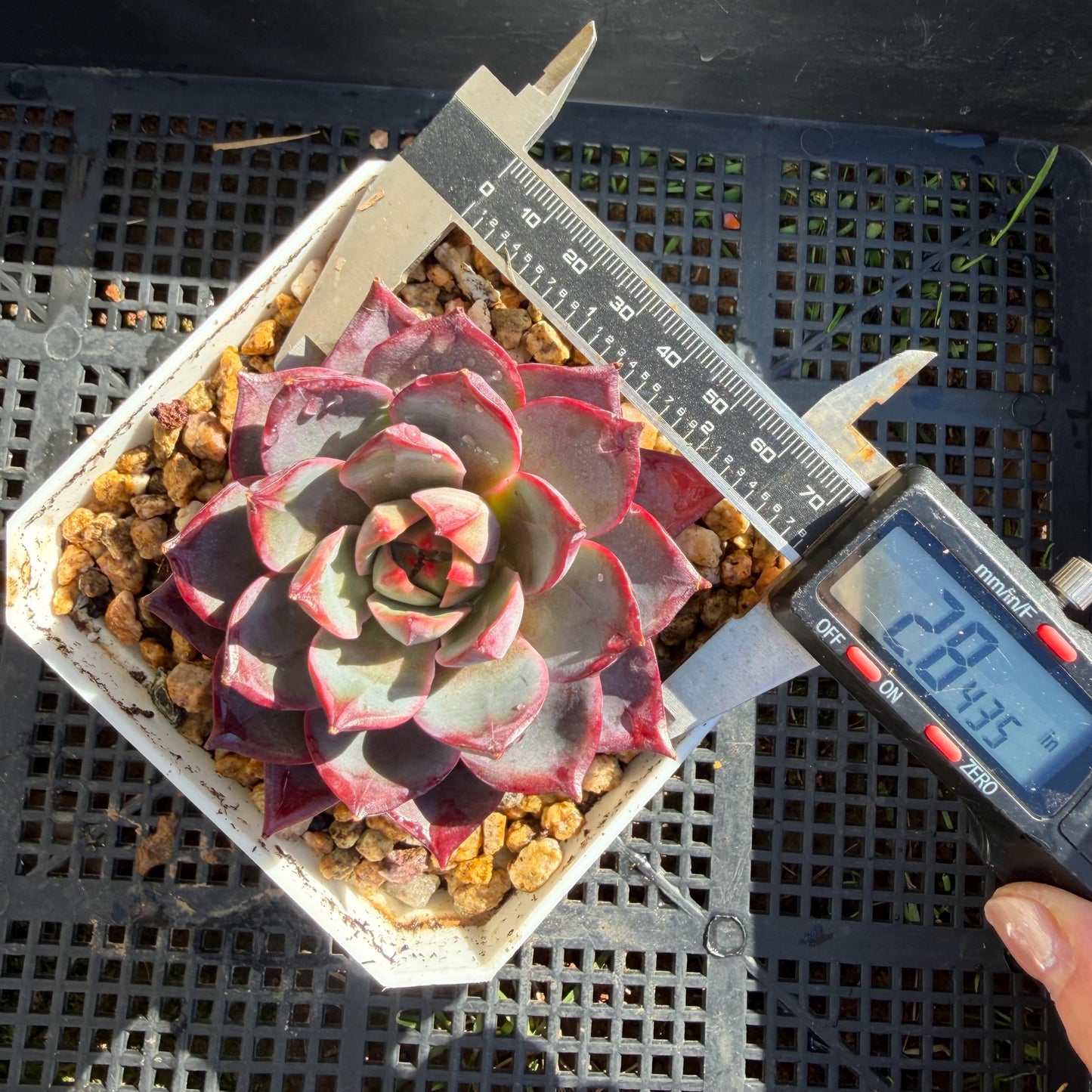 Echeveria ' Arcane Night ', big cluster, 2.8inches, J06