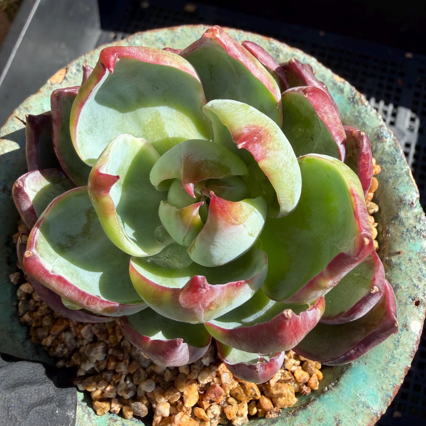 Echeveria  ‘Casio', 2.8inches , J08