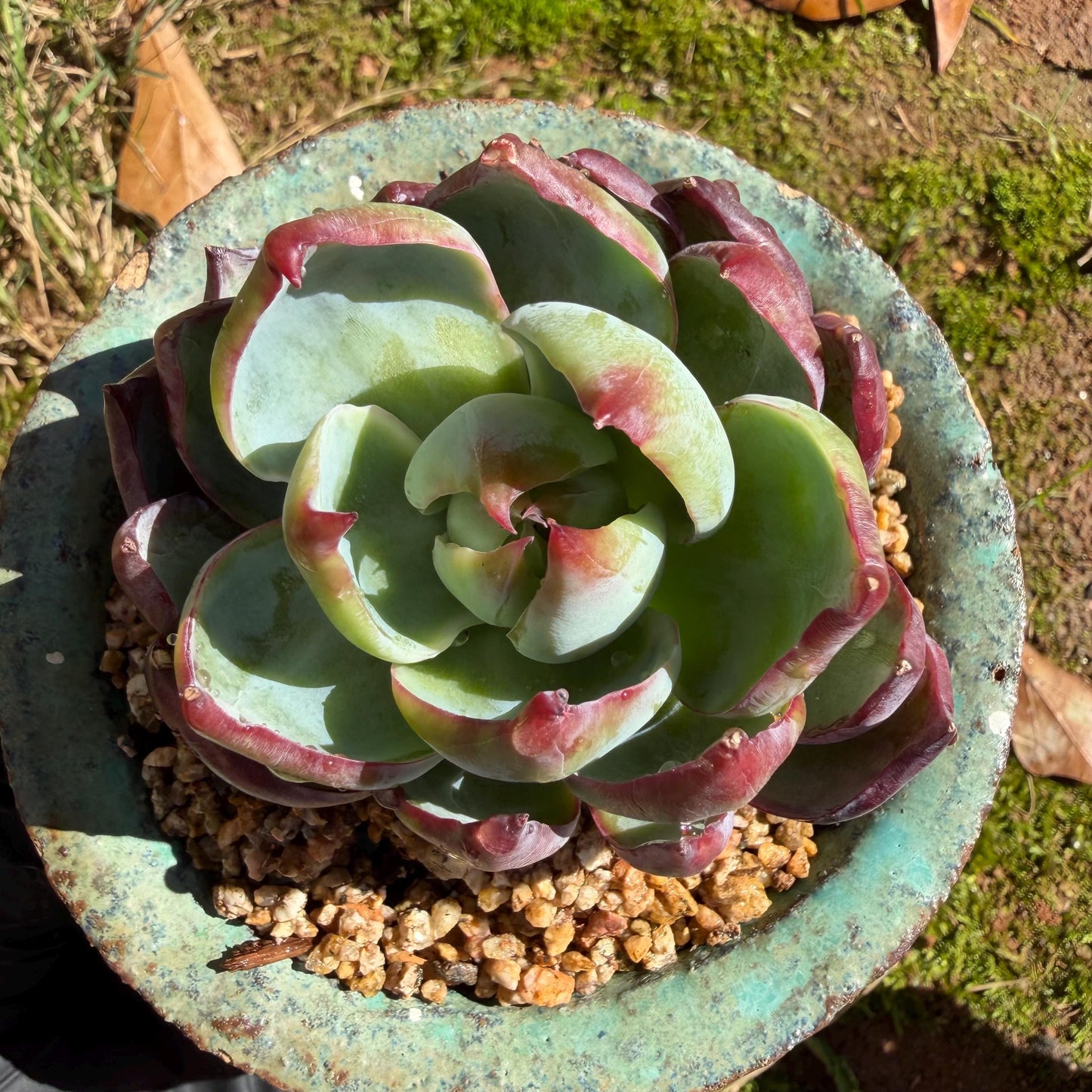 Echeveria  ‘Casio', 2.8inches , J08