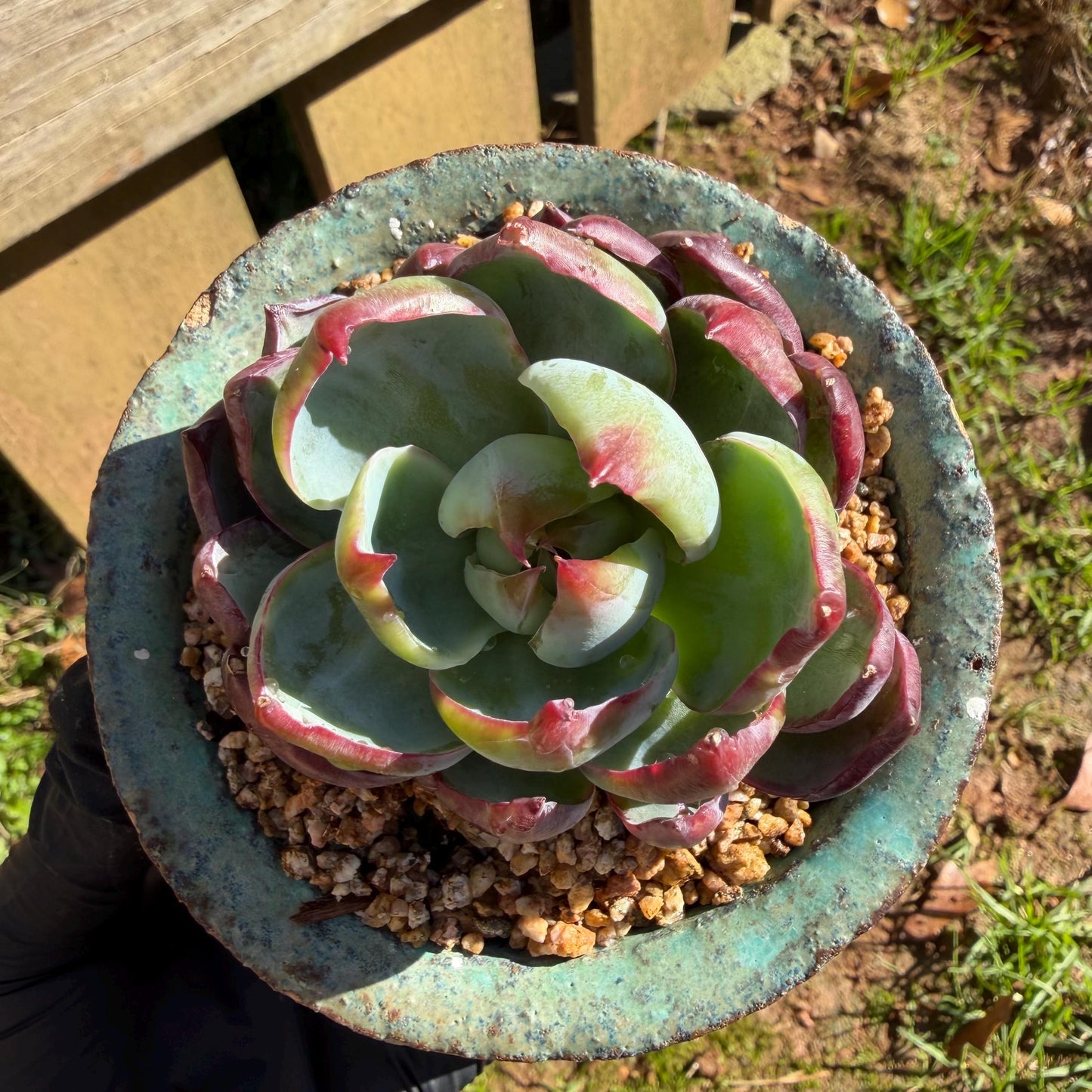 Echeveria  ‘Casio', 2.8inches , J08