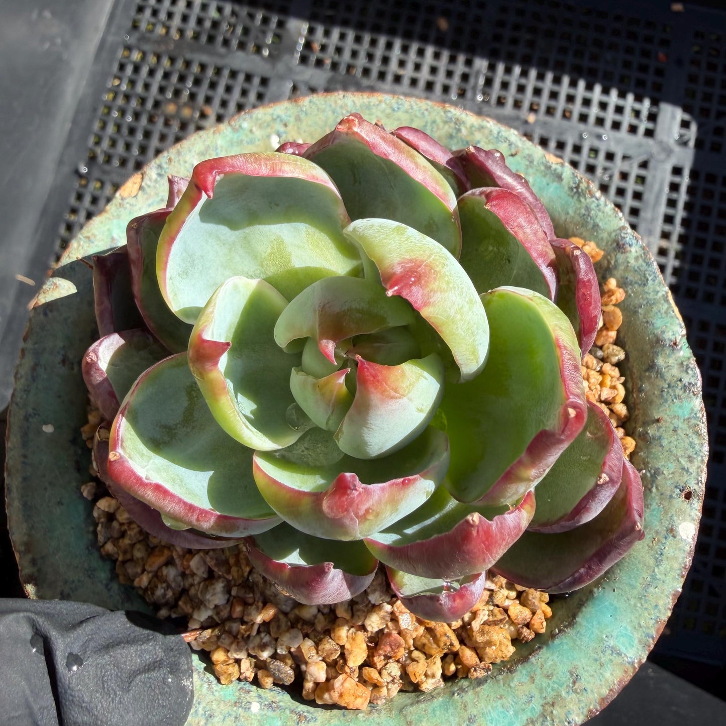 Echeveria  ‘Casio', 2.8inches , J08