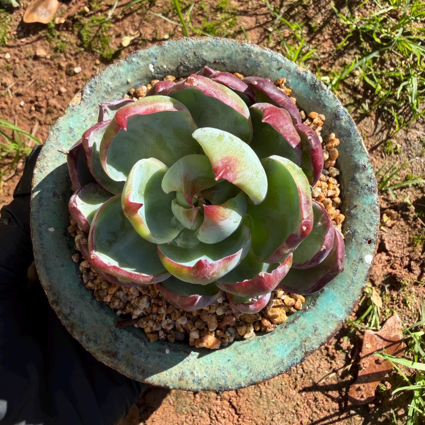 Echeveria  ‘Casio', 2.8inches , J08