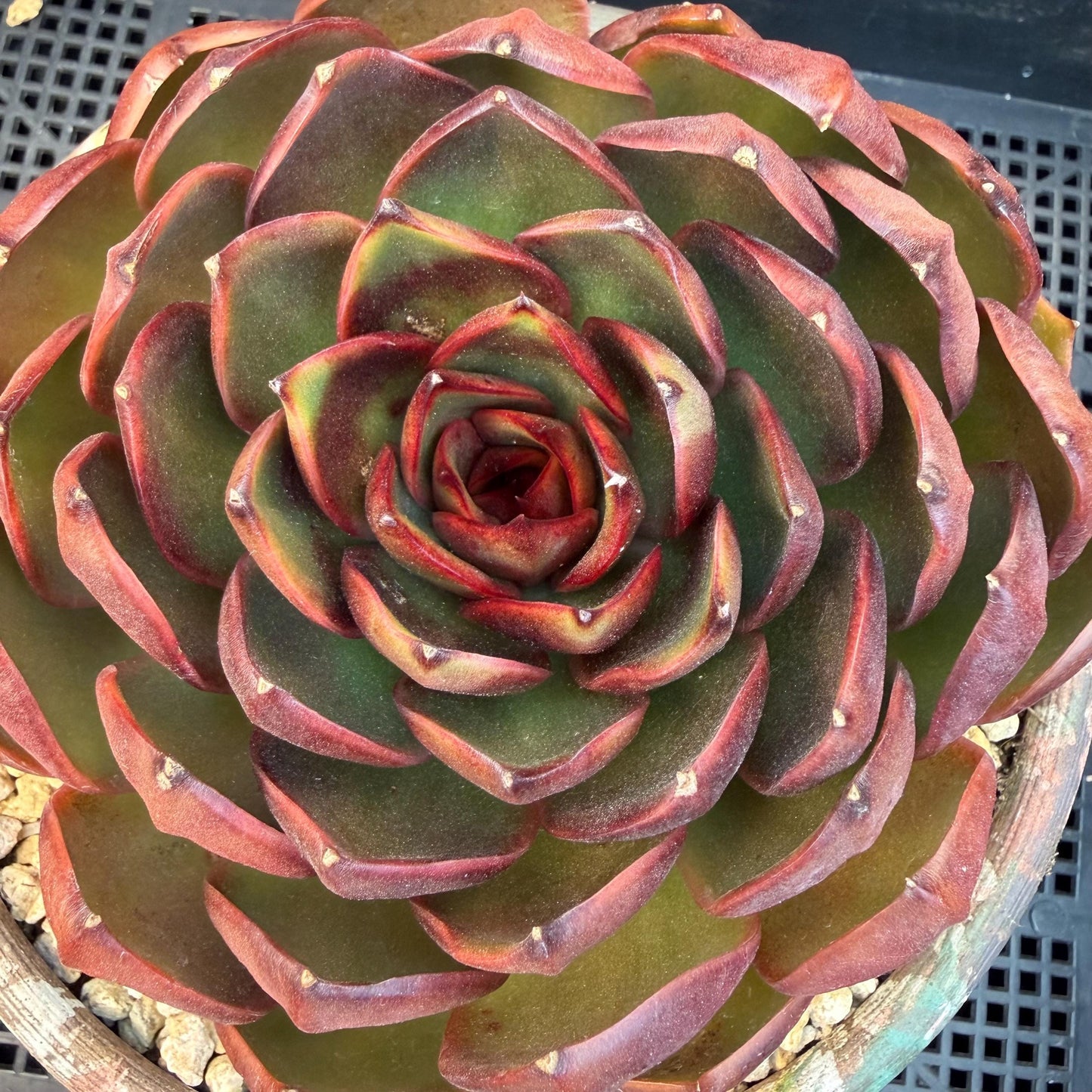 Echeveria  'Big Red Tan'  , single head, 5.1inches, N18