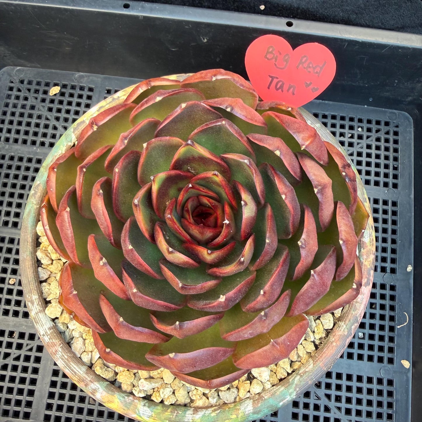 Echeveria  'Big Red Tan'  , single head, 5.1inches, N18