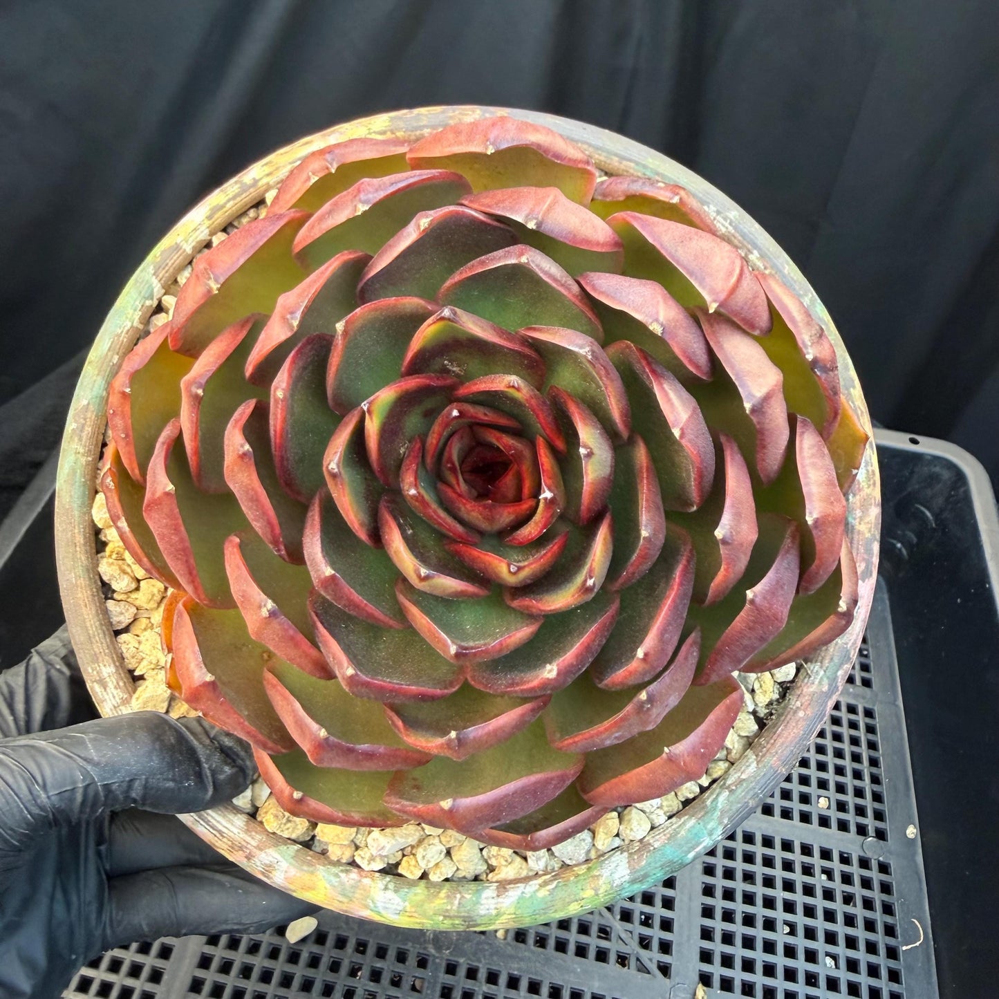 Echeveria  'Big Red Tan'  , single head, 5.1inches, N18