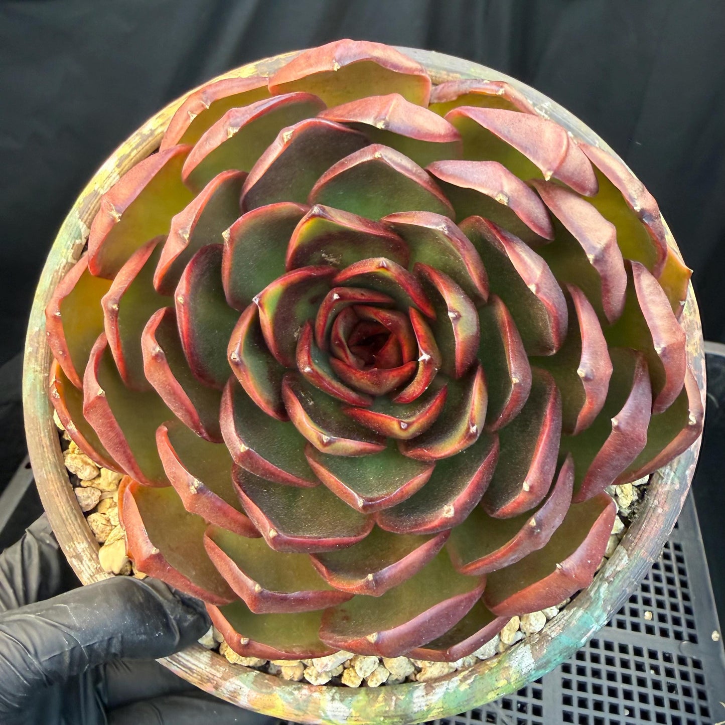 Echeveria  'Big Red Tan'  , single head, 5.1inches, N18