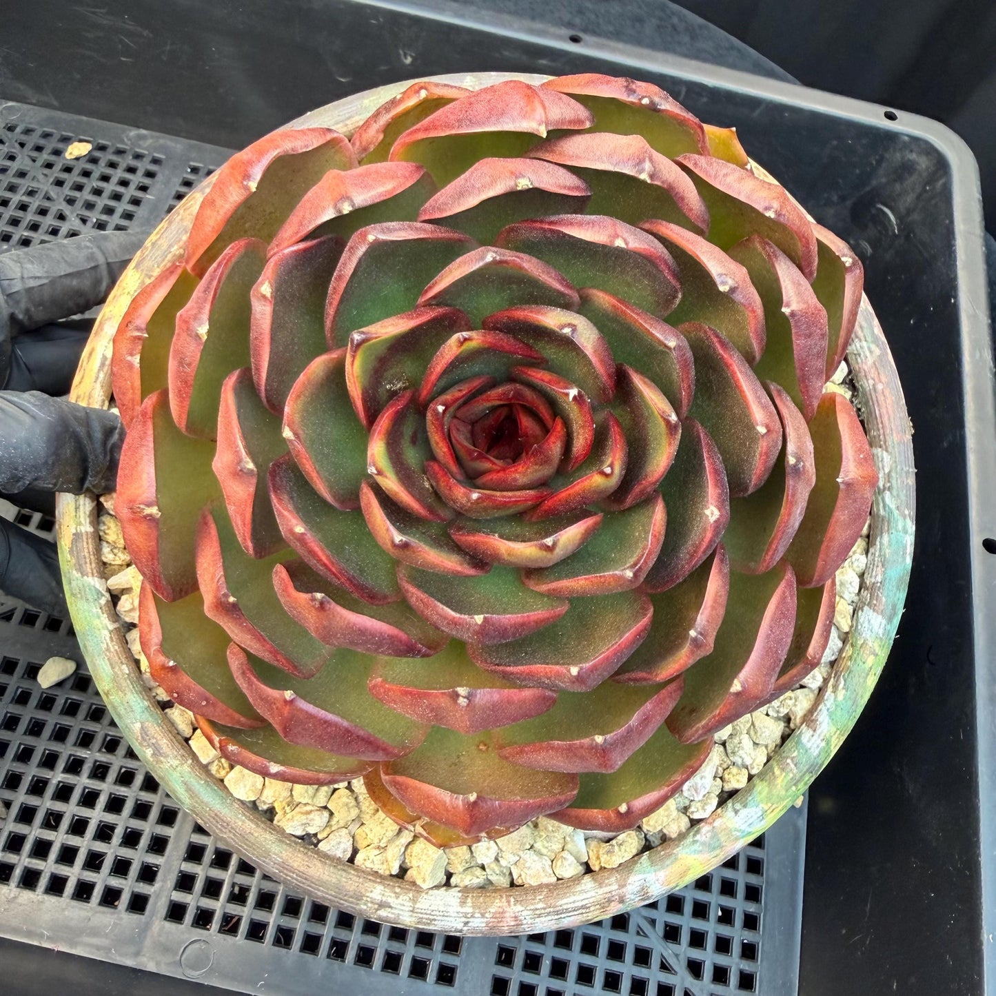 Echeveria  'Big Red Tan'  , single head, 5.1inches, N18
