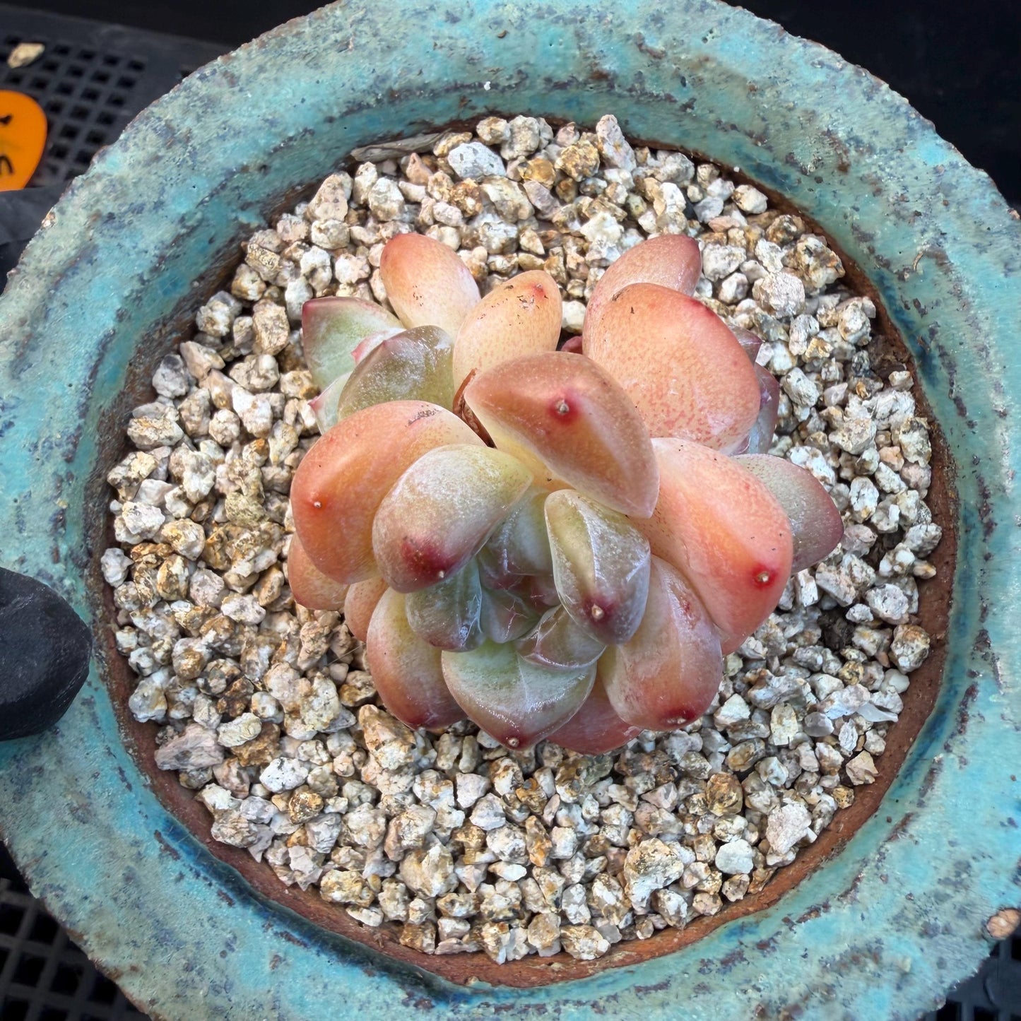 Echeveria  ‘korean Ice green ’, 3 heads, 1.9inches, N07