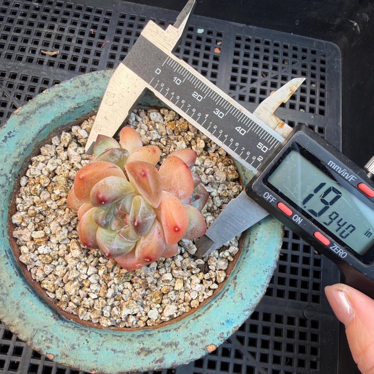 Echeveria  ‘korean Ice green ’, 3 heads, 1.9inches, N07