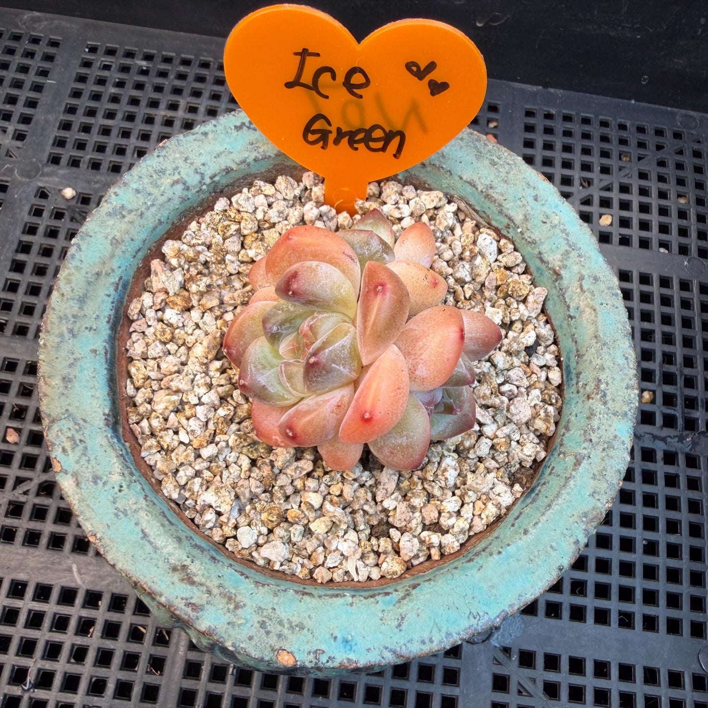 Echeveria  ‘korean Ice green ’, 3 heads, 1.9inches, N07