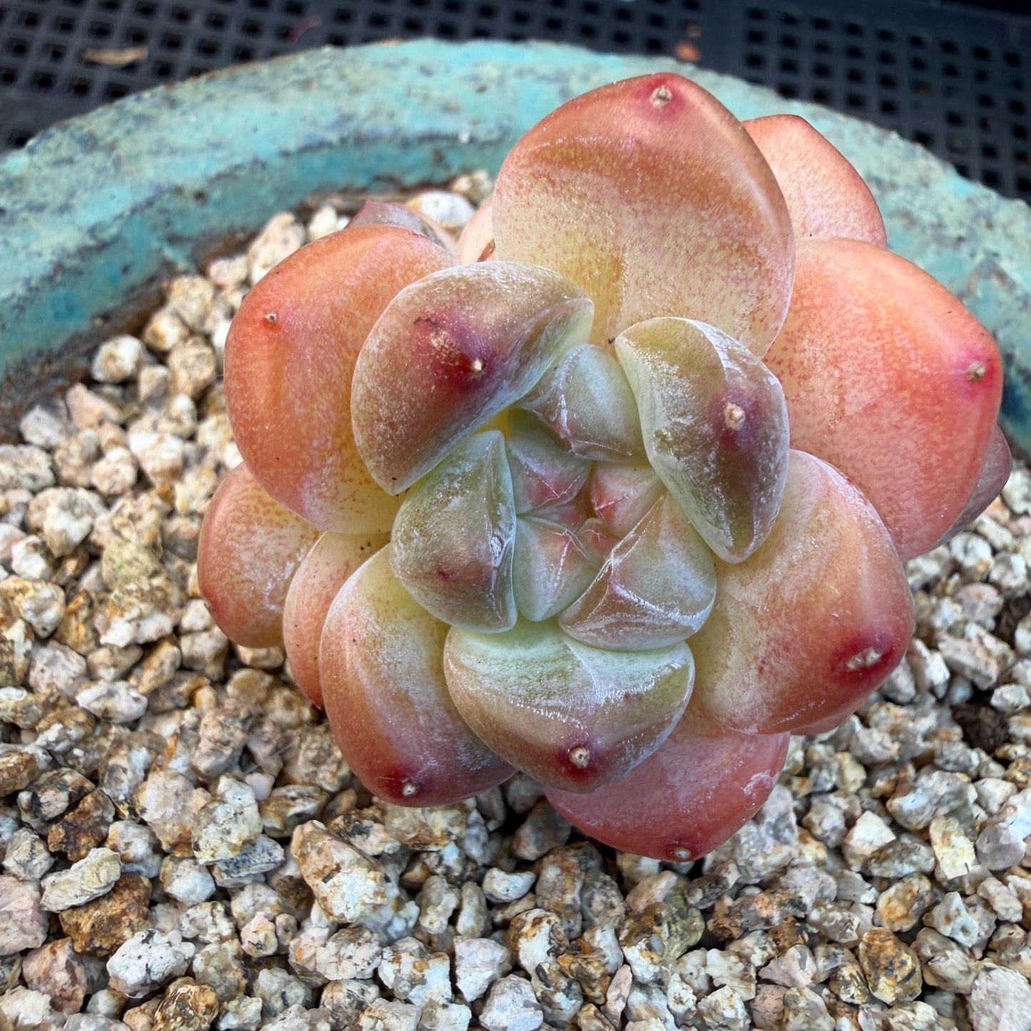 Echeveria  ‘korean Ice green ’, 3 heads, 1.9inches, N07