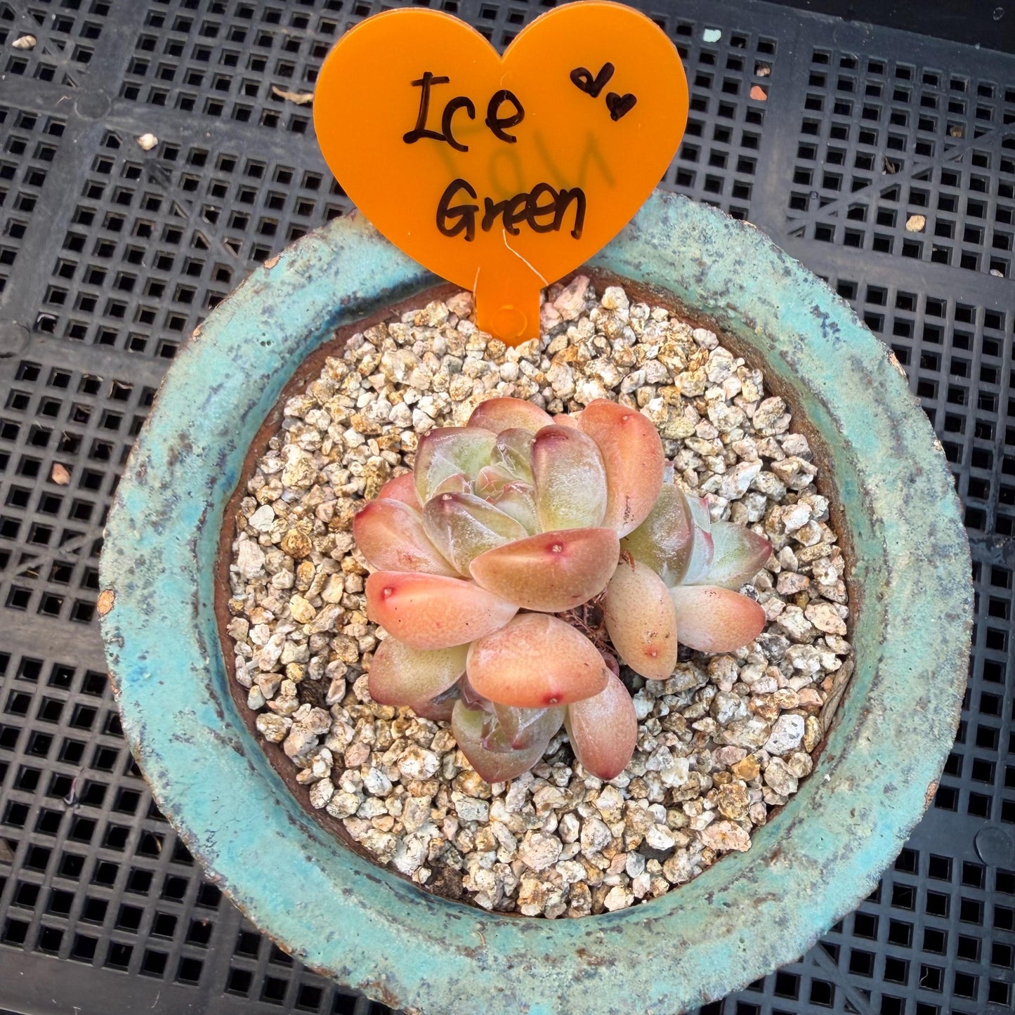 Echeveria  ‘korean Ice green ’, 3 heads, 1.9inches, N07