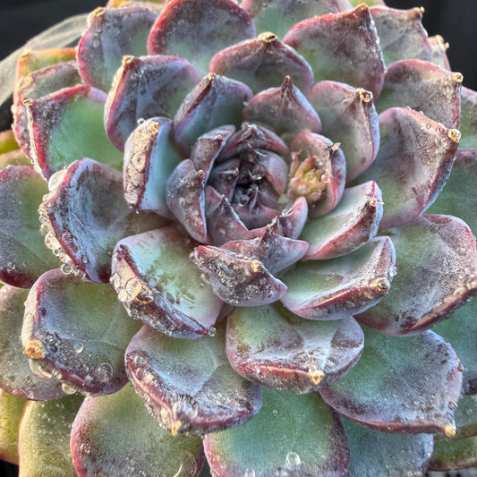 Echeveria  ‘Blue Enchantress', 3.1inches , N04