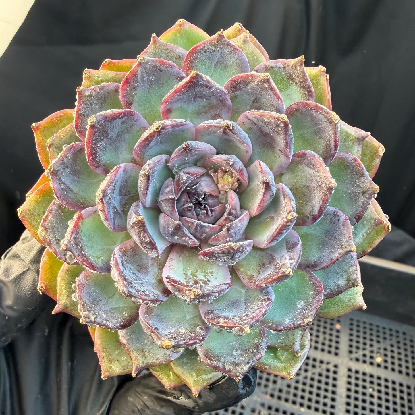 Echeveria  ‘Blue Enchantress', 3.1inches , N04